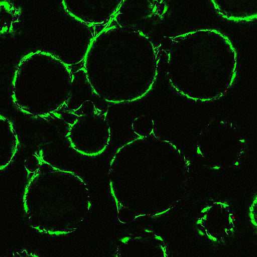 cells on microspheres