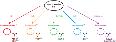 Figure was adapted from Cushnie EK, Ulery BD, Nelson SJ, Deng M, et al. (2014) Simple Signaling Molecules for Inductive Bone Regenerative Engineering.