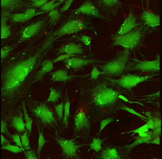 Live cells