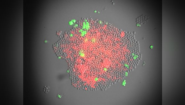 Mixed Mk/E Colony Grown from Single Human MEP