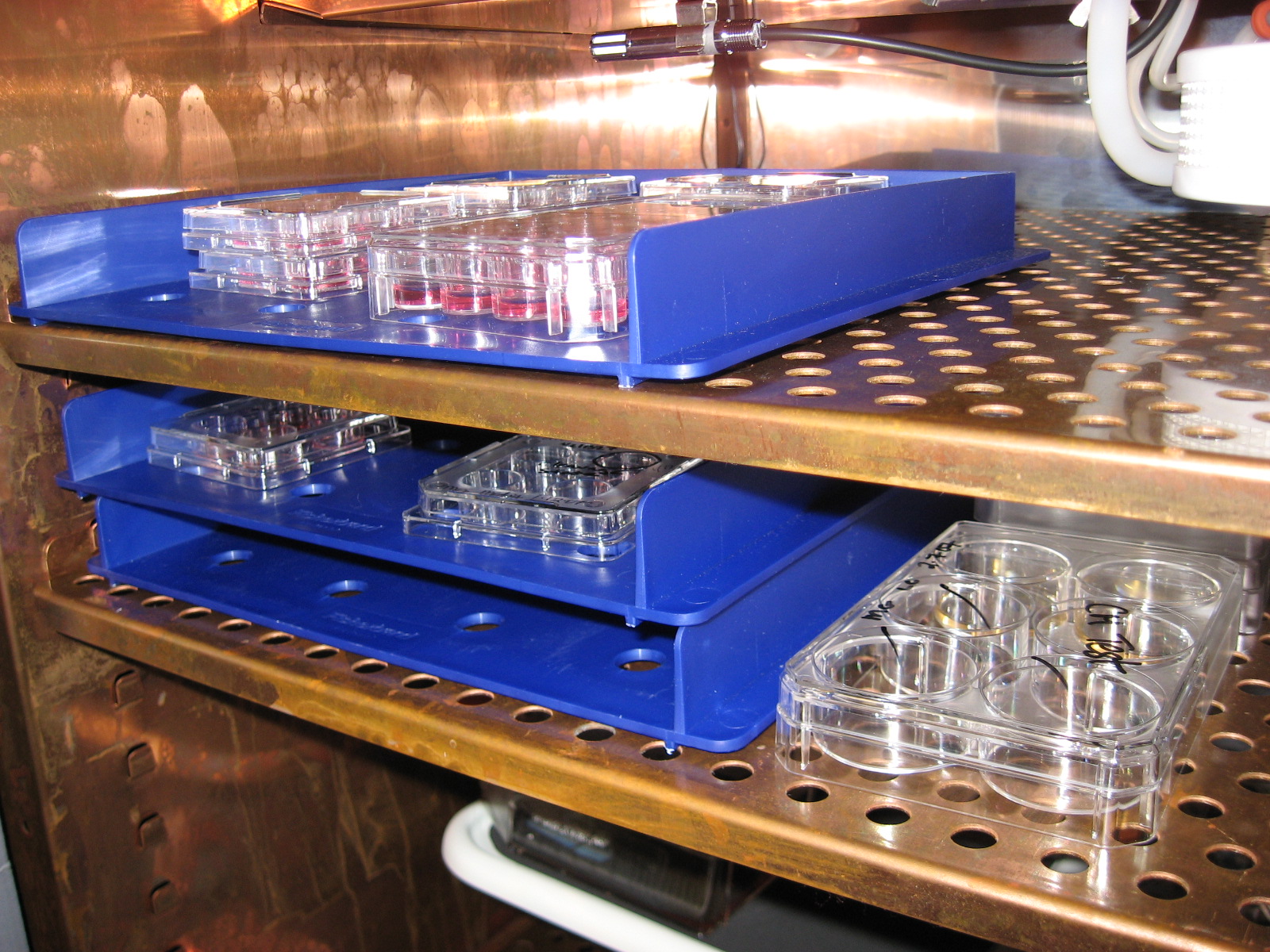 Stacks of plates containing stem cells in a cell culture incubator 