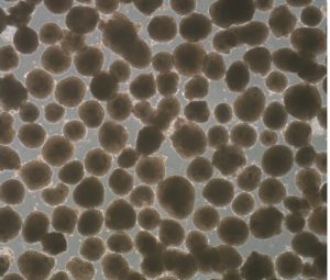 A field of human stem cell derived embryoid bodies