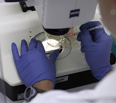 Scientist using dissecting microscope to pick individual genome edited stem cell colonies