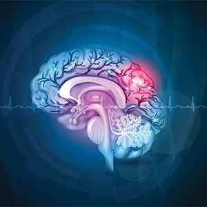 Brain cross section, showing arteries with a cardiogram