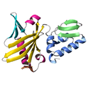 DNA Polymerase X