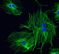 Confocal image of microtubule assembly in dividing mesenchymal stem cells labeled with anti-tubulin antibody (green). To-Pro stained nuclei are shown in blue.