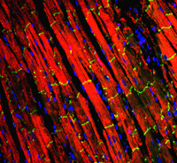 Confocal image showing the connexin43-positive (green) gap-junctional connections between adjacent cardiomyocytes (red) in heart. To-Pro stained nuclei are shown in blue.