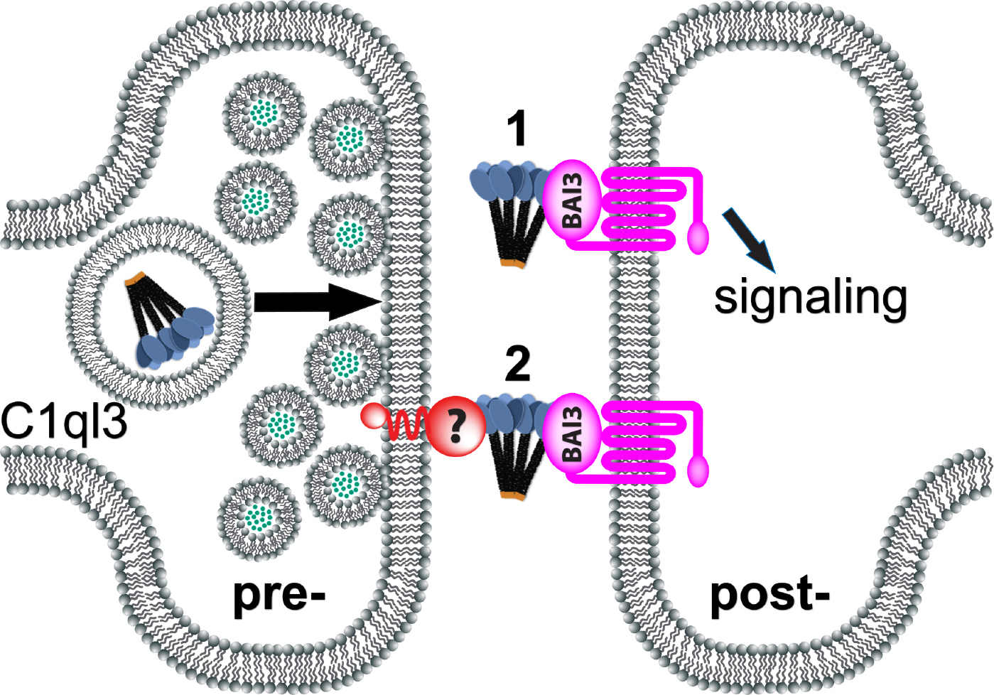 C1QL Binding