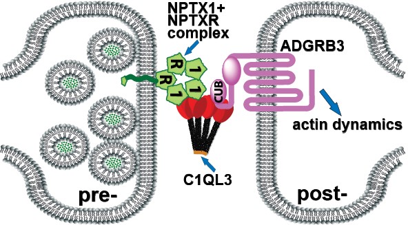 C1QL Binding