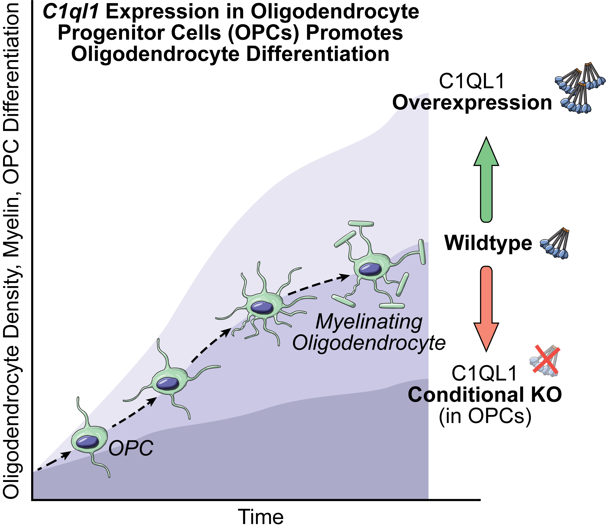 C1ql1 expression in OPCs