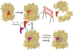 Uncovering translation roadblocks during the development of a synthetic tRNA