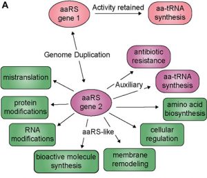Diversification of aminoacyl-tRNA synthetase function
