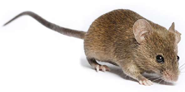 Mouse on a white background