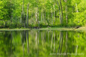 Spring trees reflected in the water in Middlebury, CT (John Munno Photography)