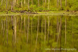 Trees reflected in the water in Middlebury, CT (John Munno Photography)