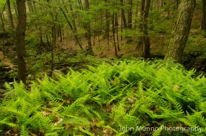 Ferns on the forest floor in Southbury, CT (John Munno Photography)