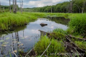 Wetlands in Woodbury, CT (John Munno Photography)