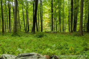 Ferns on the forest floor in Kent, CT (John Munno Photography)